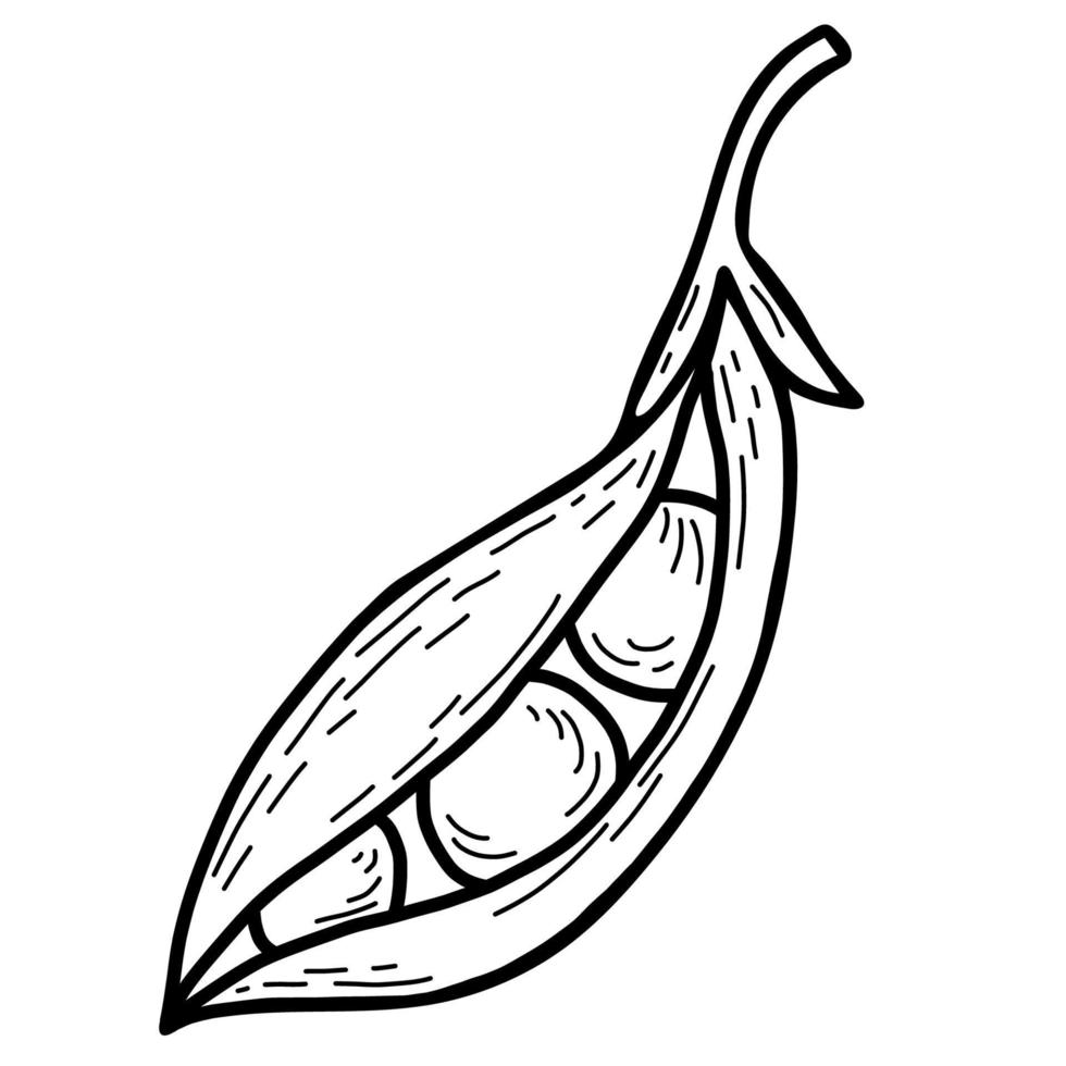 Peas. Vegetable. Vector illustration. Linear hand drawing