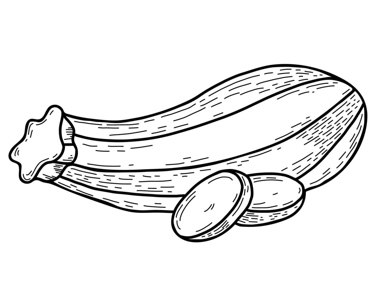 Vegetable marrow. Beautiful oblong striped zucchini and chopped pieces of vegetables. Vector illustration. Linear hand drawing in doodle style, outline for design, decor and decoration