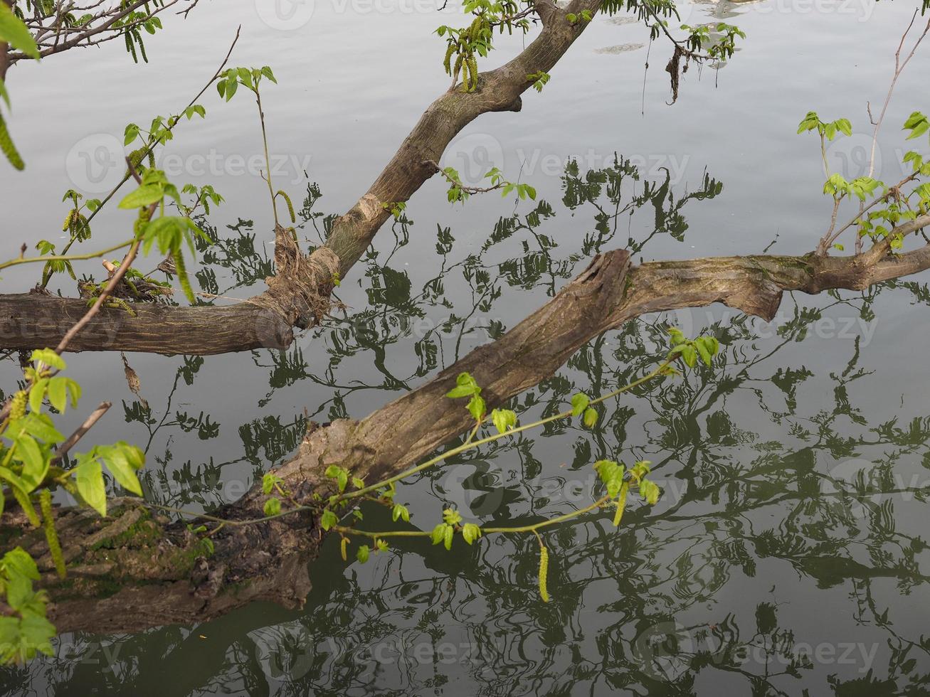 Tree branch in river photo