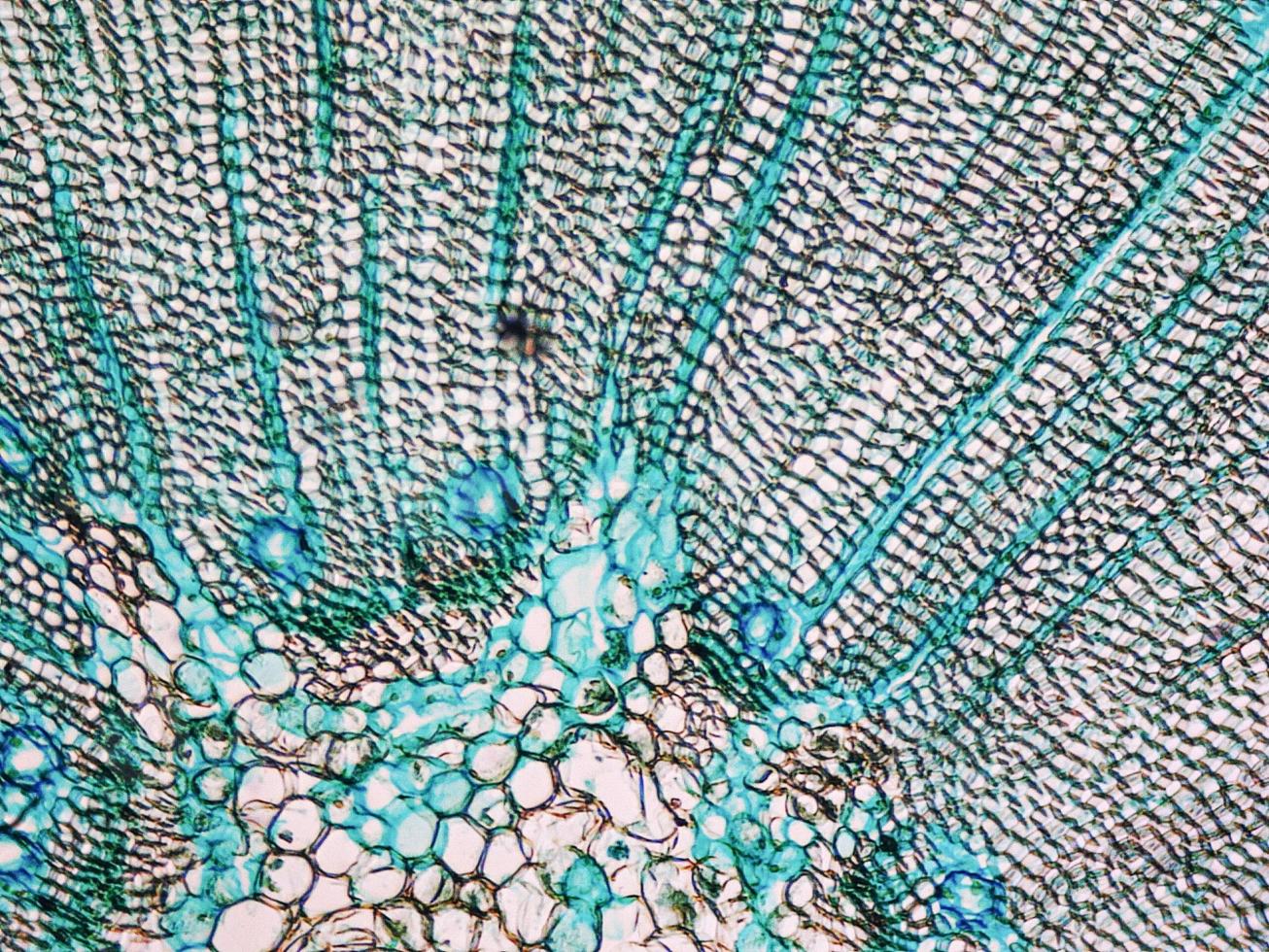 Pine Wood micrograph photo