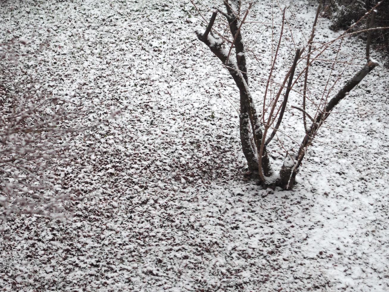 escena de invierno con nieve con espacio de copia foto