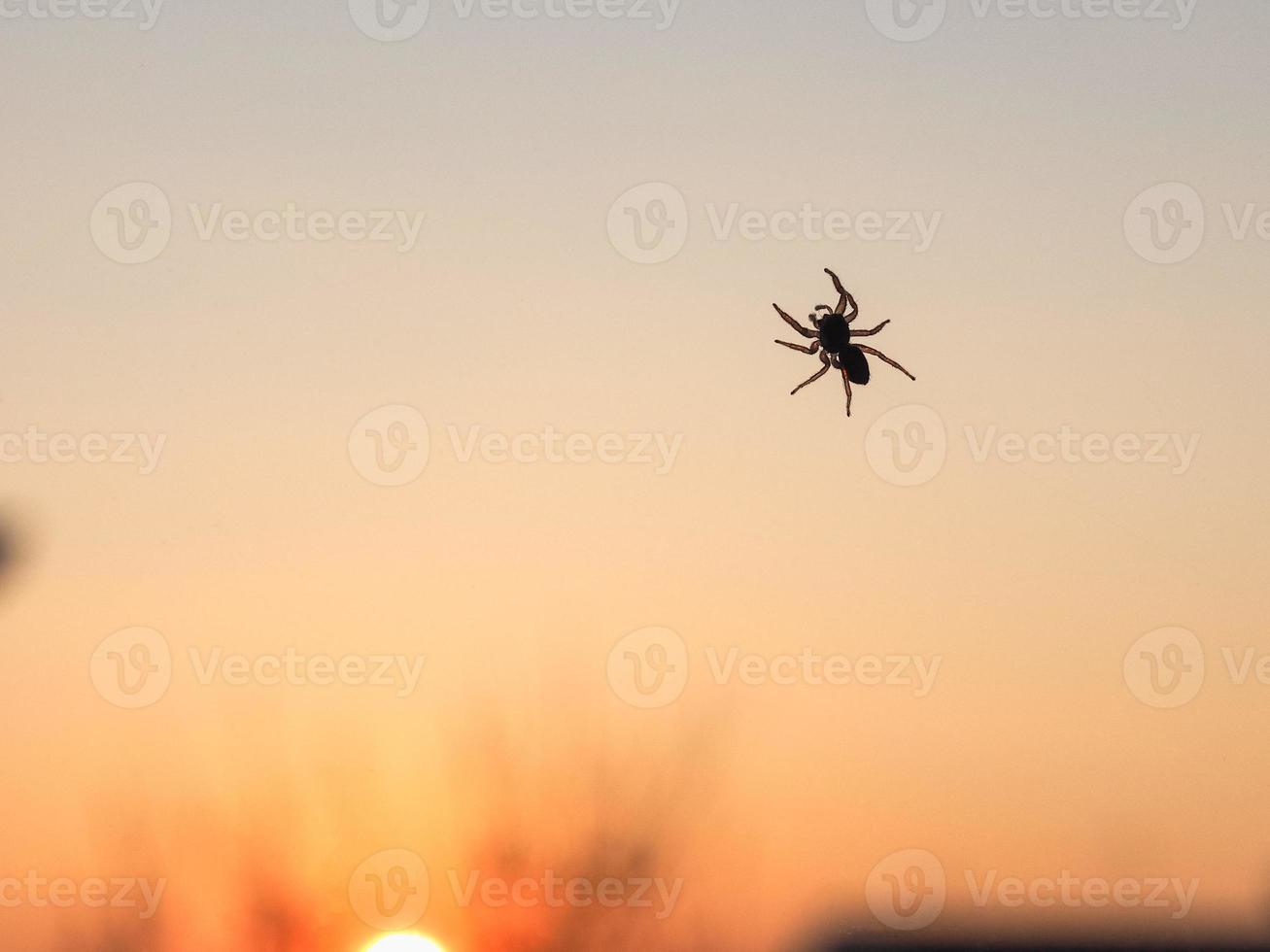 spider anthropod animal photo