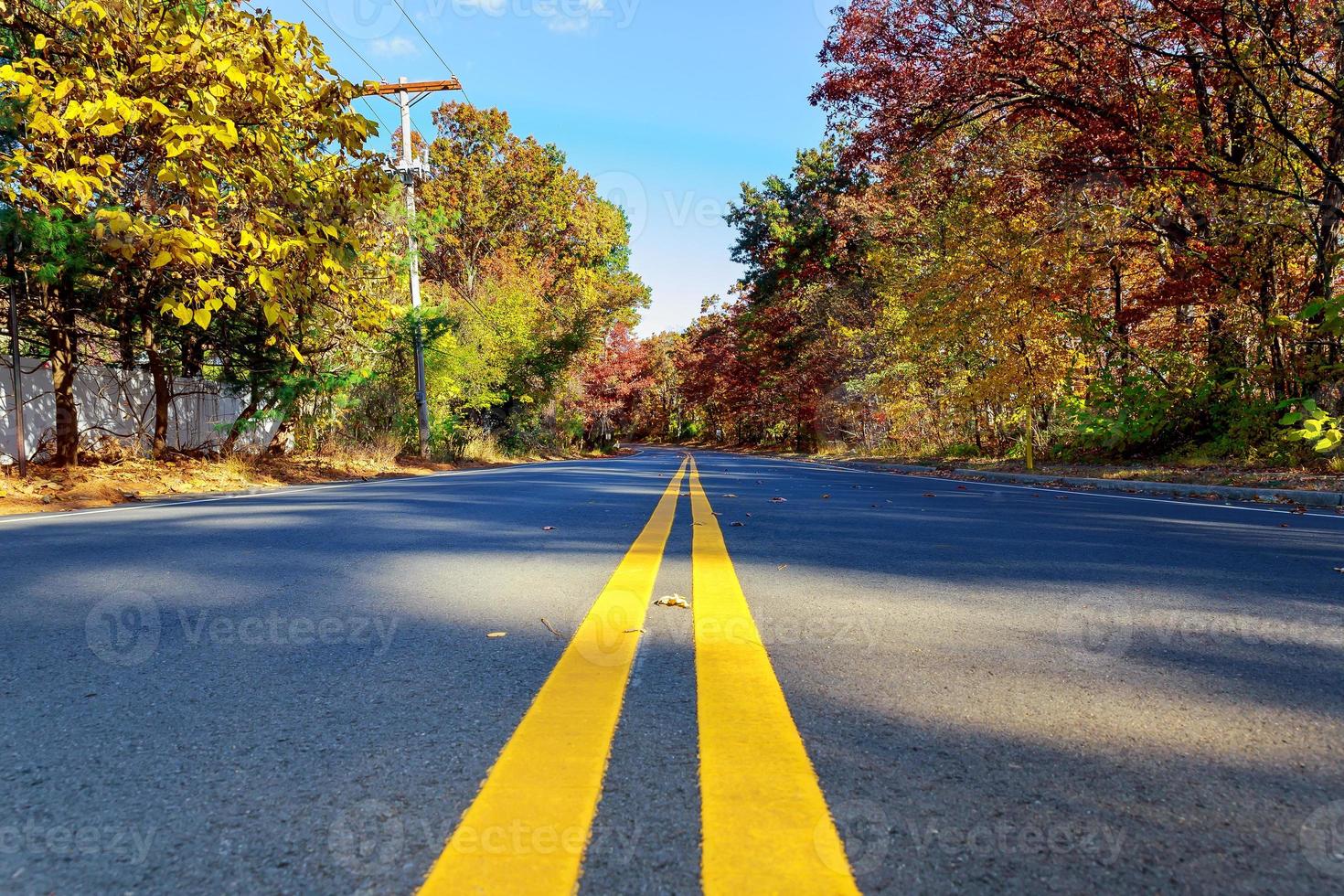 Colorful autumn trees with fallen leaves a winding road photo