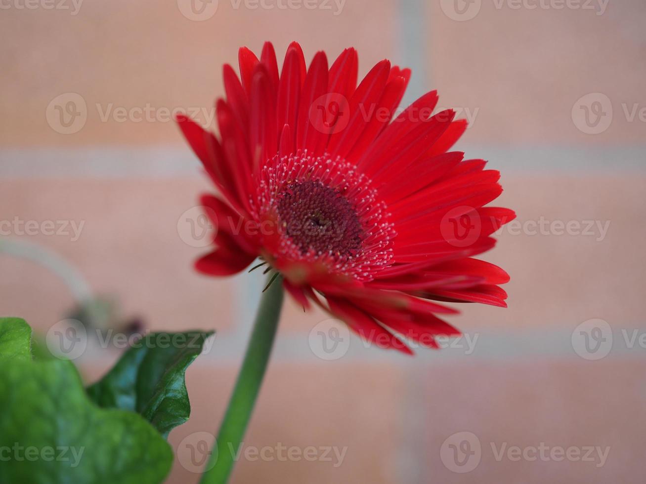 red gerbera daisy flower photo