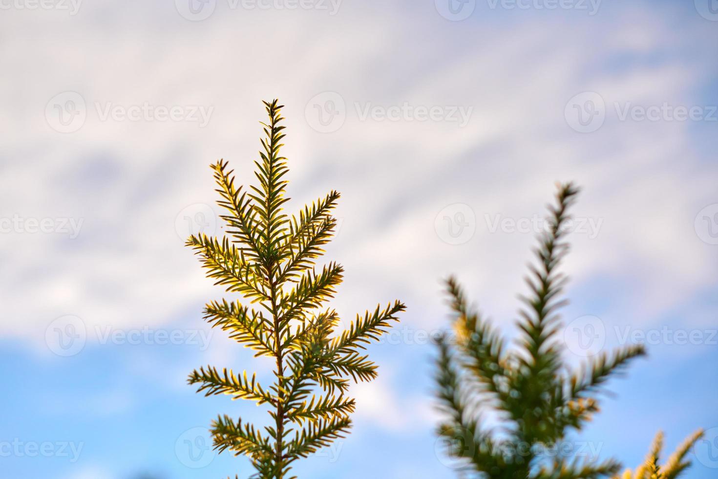 Yew tree Taxus baccata branch copy space, blue sky background, coniferous evergreen yew tree photo