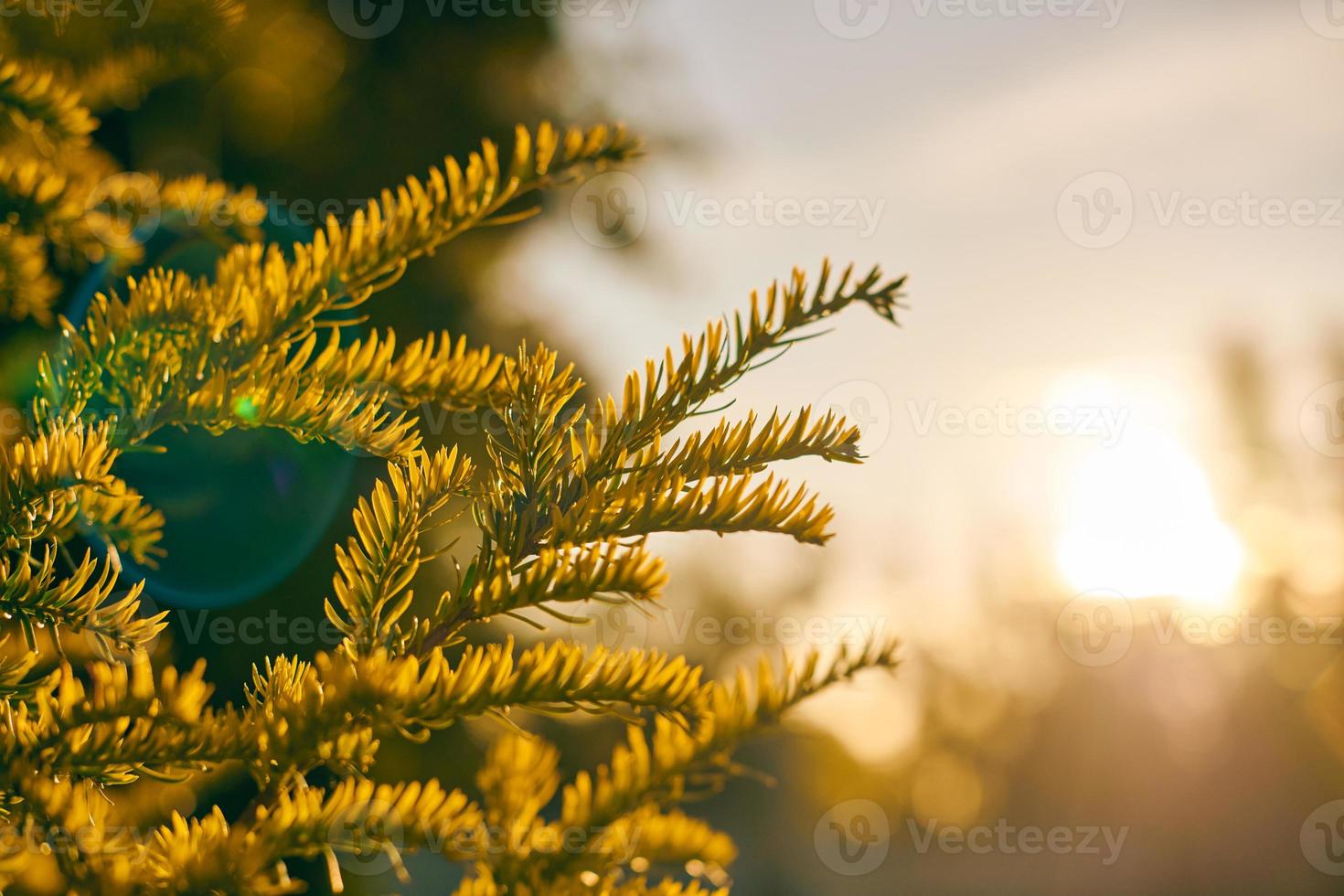 Yew tree Taxus baccata branch copy space, evergreen yew tree in beautiful sunlight, sunny weather photo