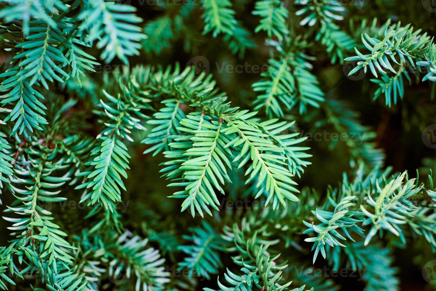 European yew tree, Taxus baccata evergreen yew close up toned, poisonous plant with toxins alkaloids photo