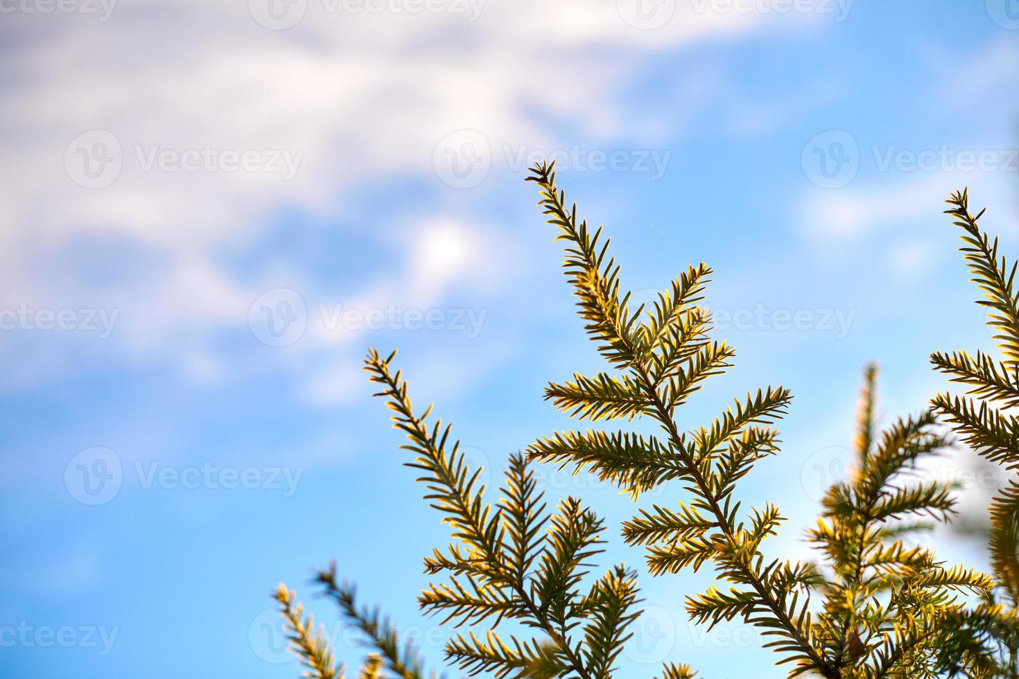 Yew tree Taxus baccata branch copy space, blue sky background, coniferous evergreen yew tree photo
