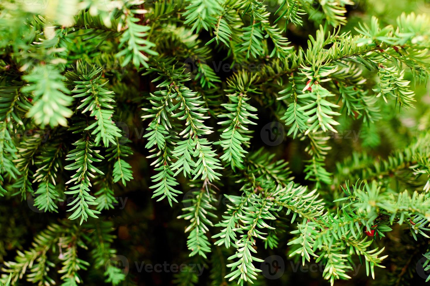 Evergreen European yew tree foliage close up, Taxus baccata tree, green evergreen tree branches photo