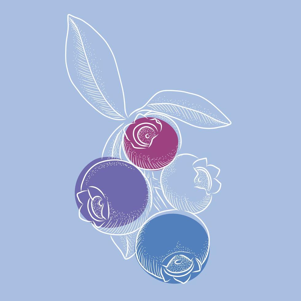 Hand drawn illustrations  isolated   of blueberry on branch vector