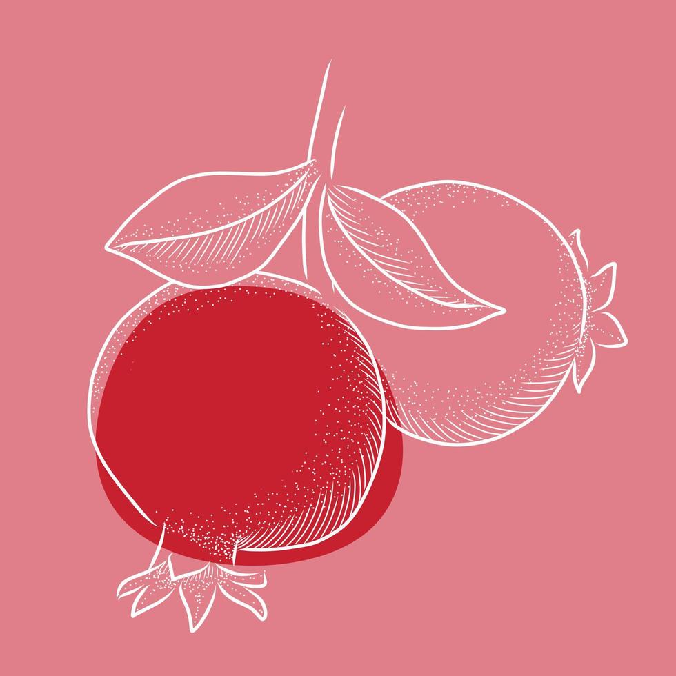 Pomegranate on branch vector drawing.Hand drawn tropical fruit illustration.
