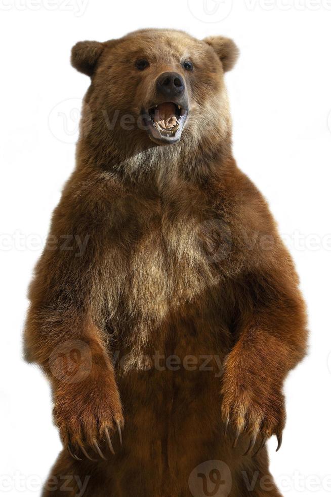 The taxidermy of a Kamchatka brown bear on white background photo