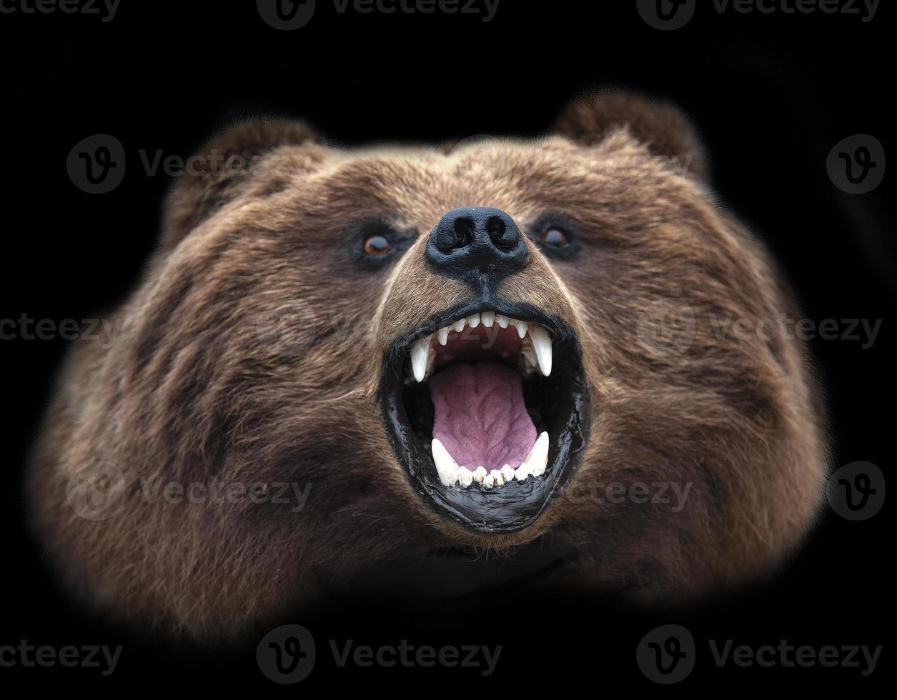 Stuffed Kamchatka brown bear Head photo