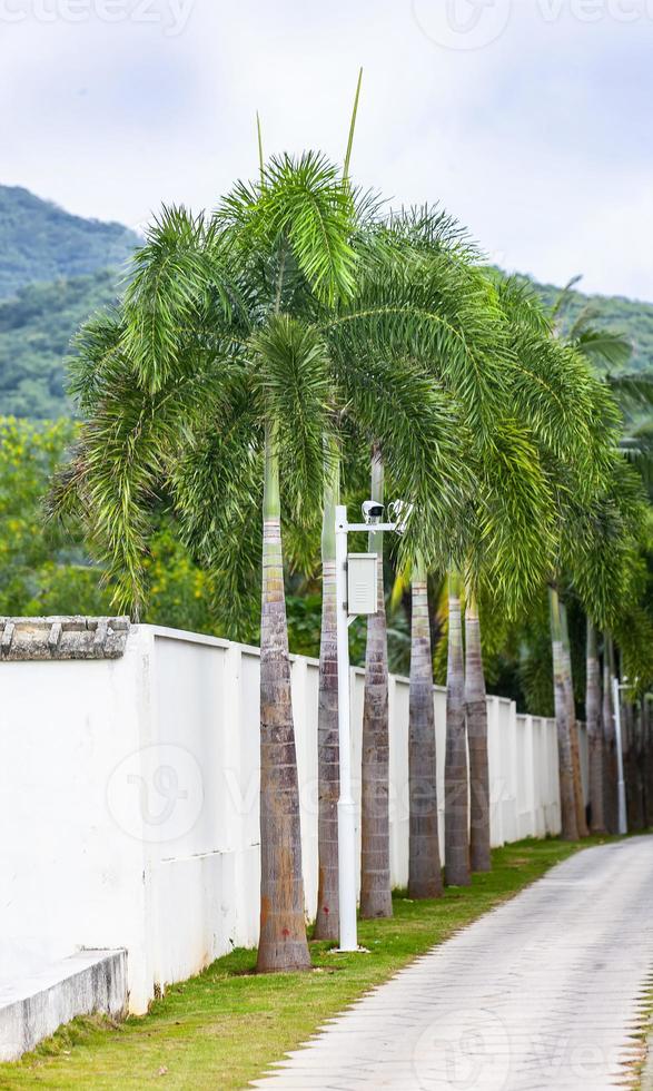 Security video camera on a palm tree stem photo