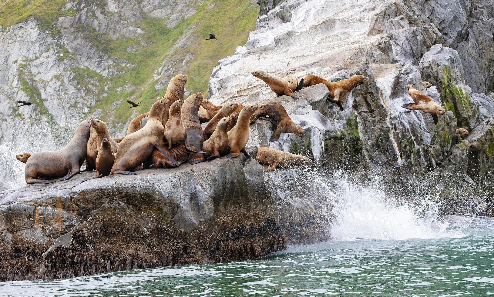 el león marino de steller sentado en una isla rocosa en el océano pacífico en la península de kamchatka foto