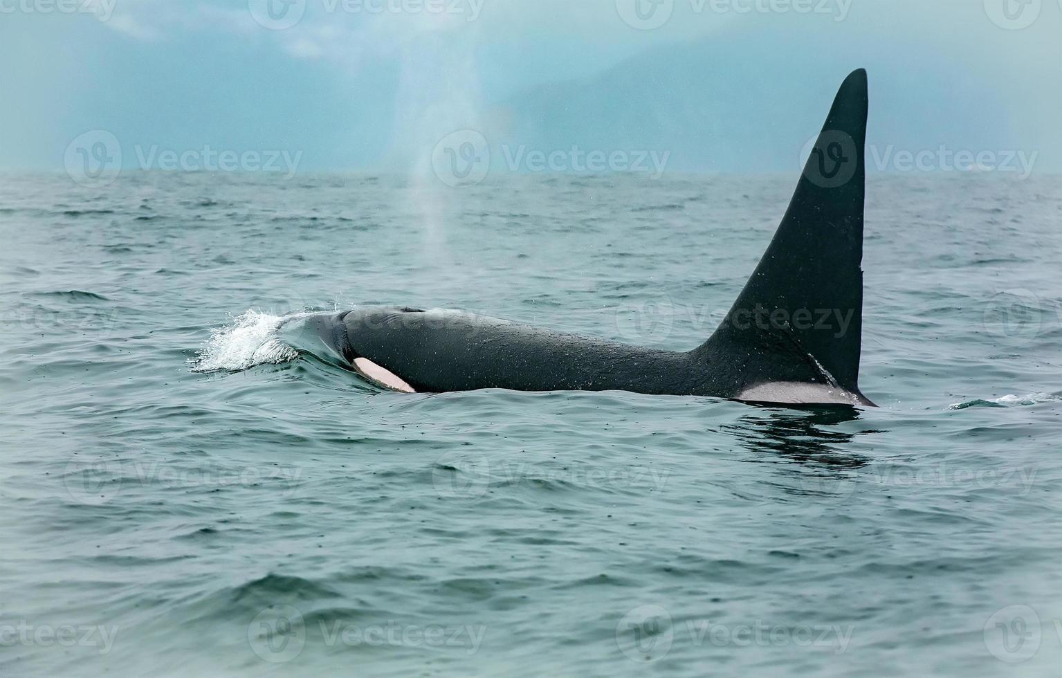 orca whales hitting sea lion in Pacific ocean photo