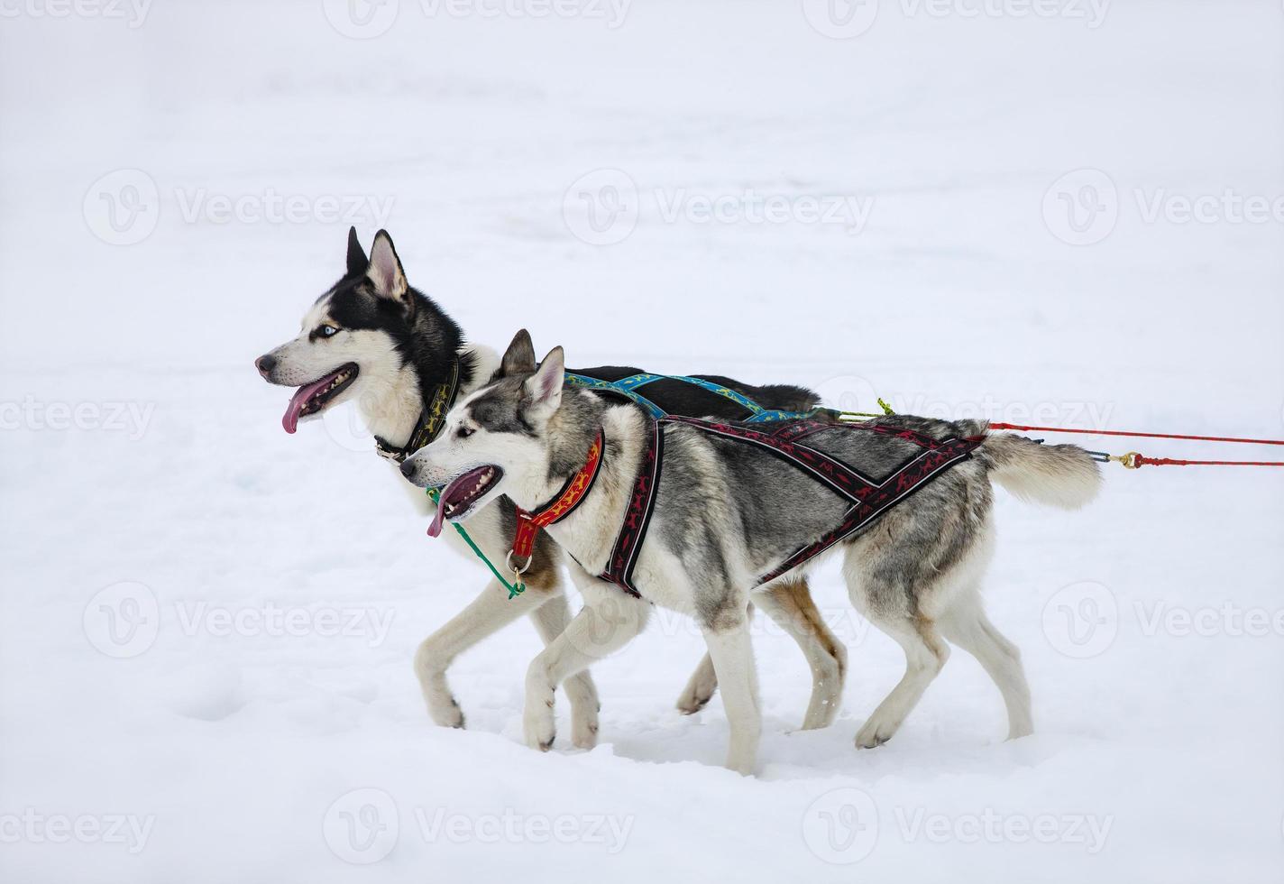 The Two husky dogs in snow photo