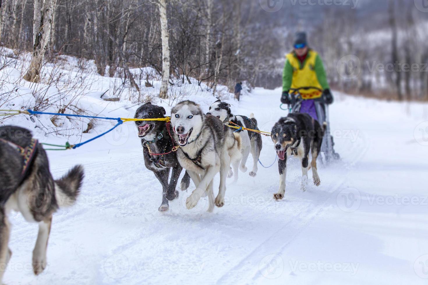 musher hiding behind sleigh at sled dog race on snow in winter photo