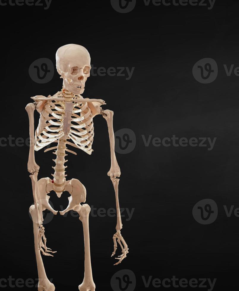 Human skeleton isolated on black background. photo