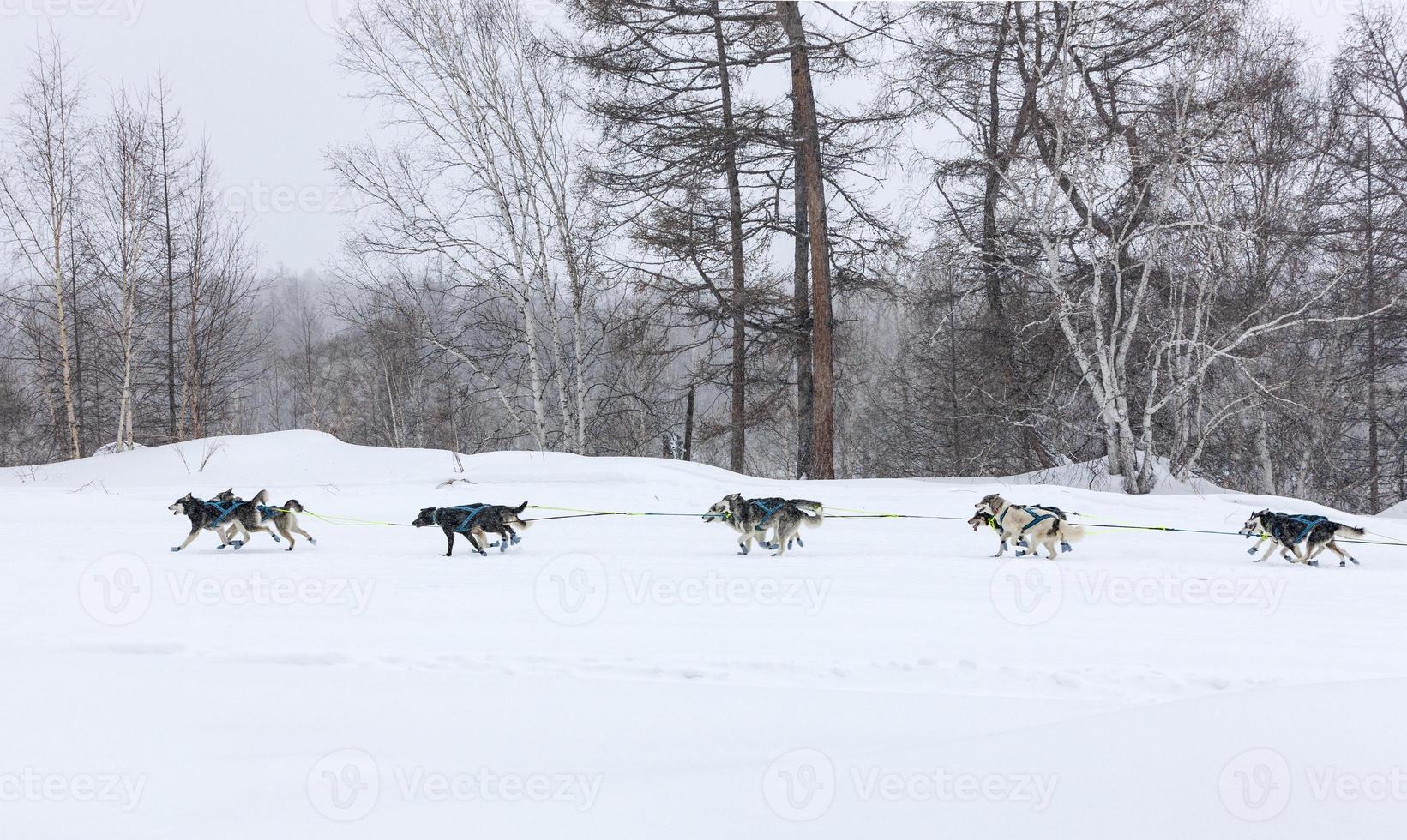The dog sled running on a winter landscape photo