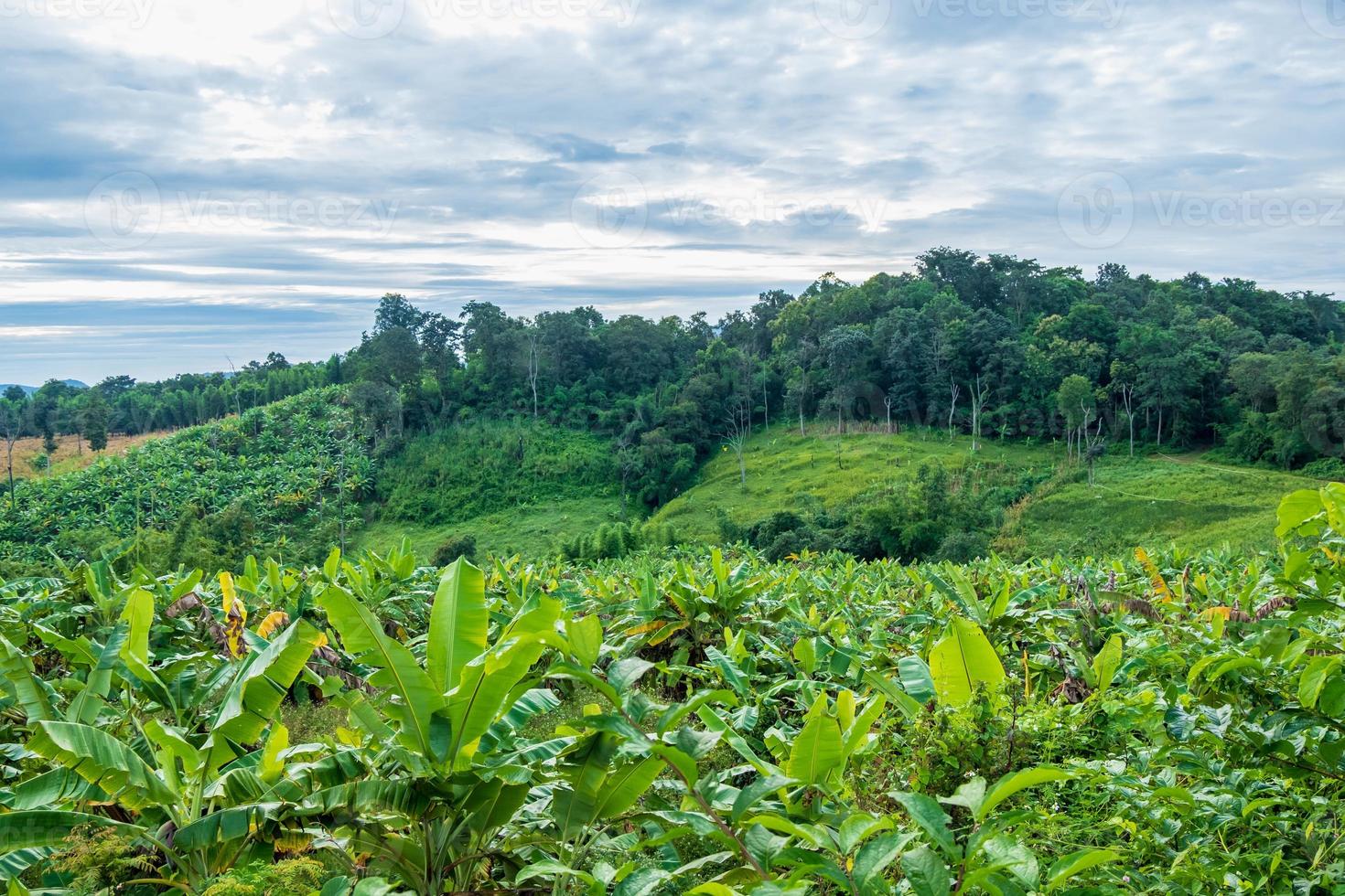 Banana tree and nature landscape photo