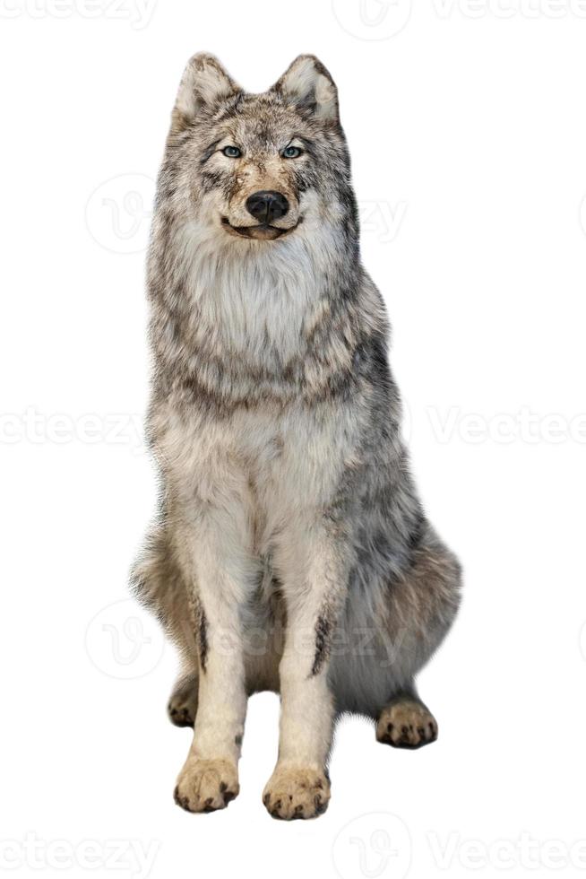 The grey wolf isolated on white background photo