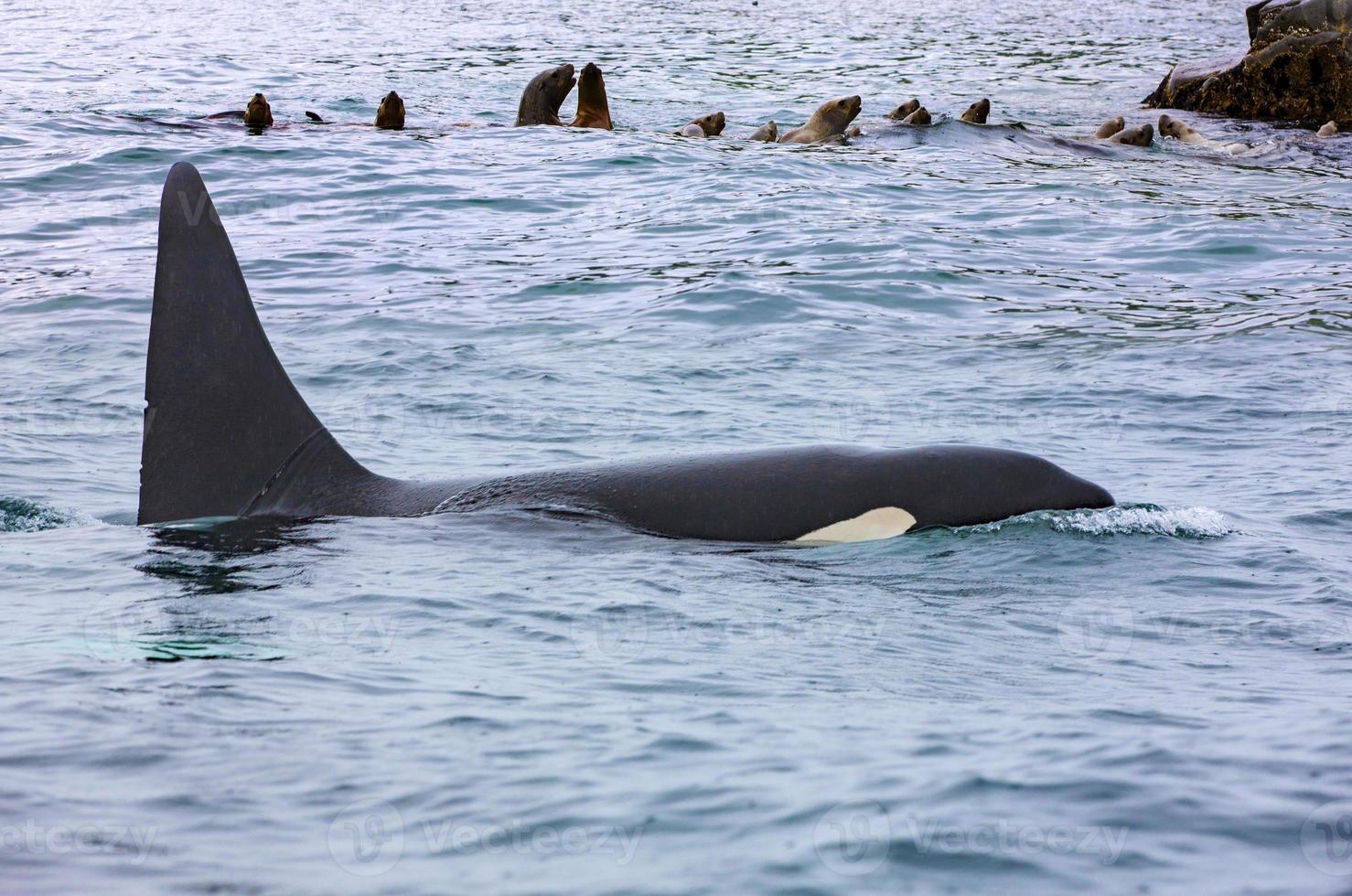 The Orca attacking sea lions, Kamchatka Peninsula photo