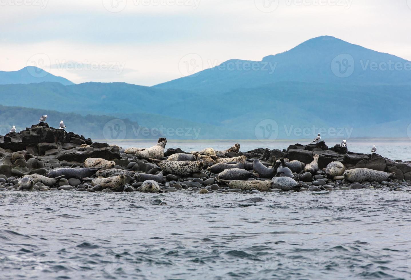 Steller sea loin photo
