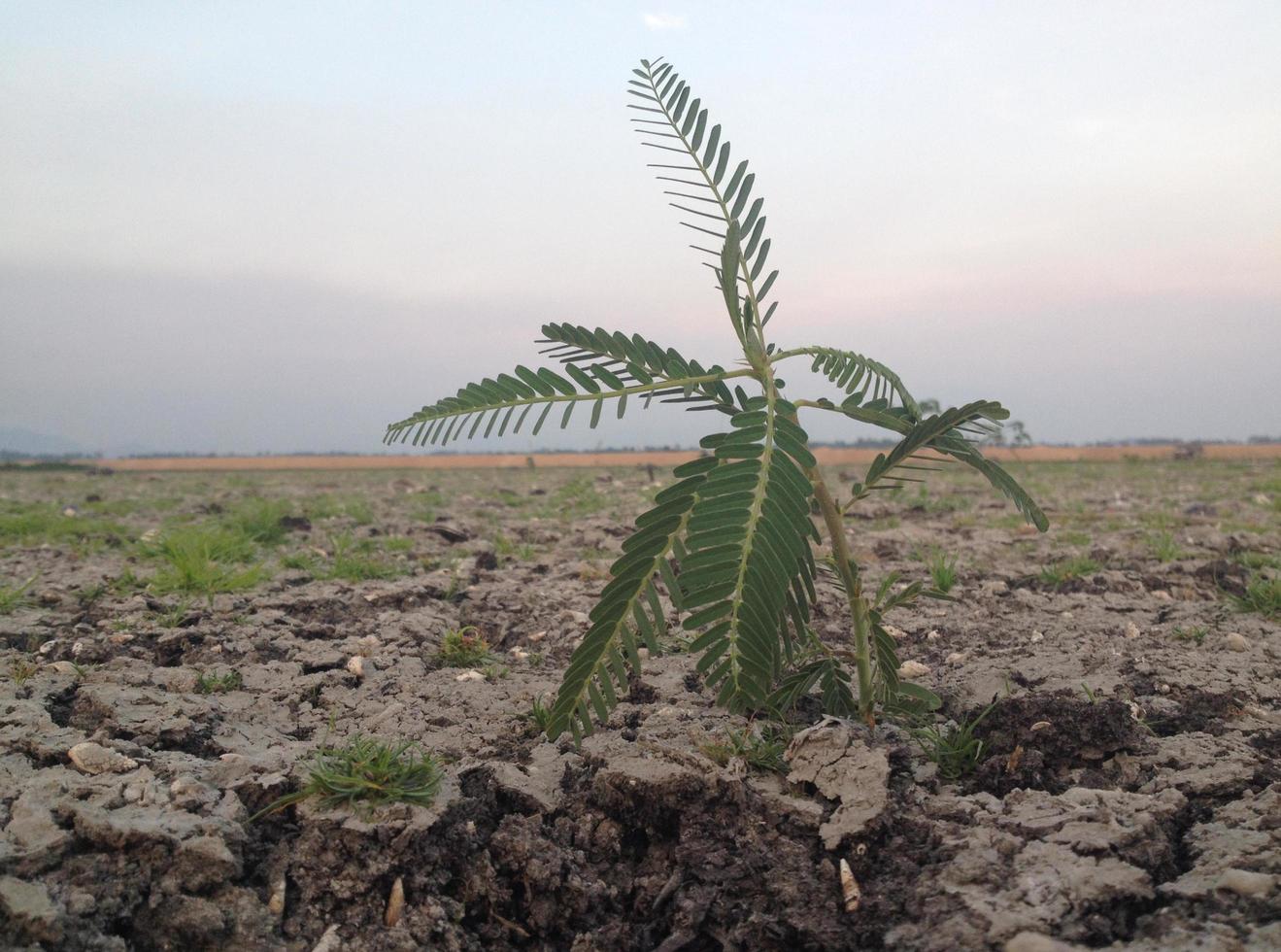 plants that live in the middle of dry land. concept of survival in the midst of global warming photo