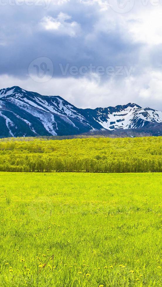 The green fields in front of snow mountains on Kamchatka peninsula photo