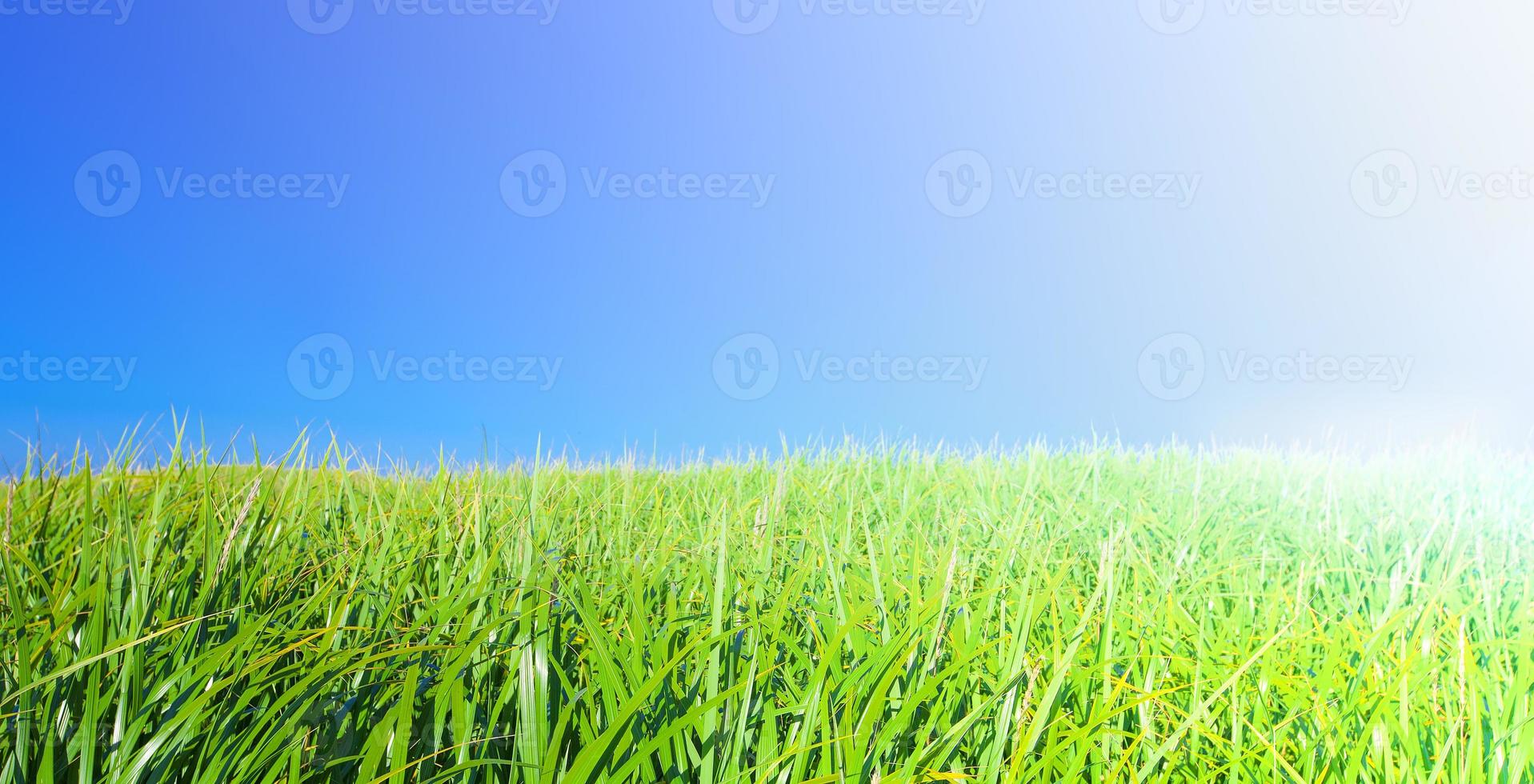 the green grass and blue sky photo