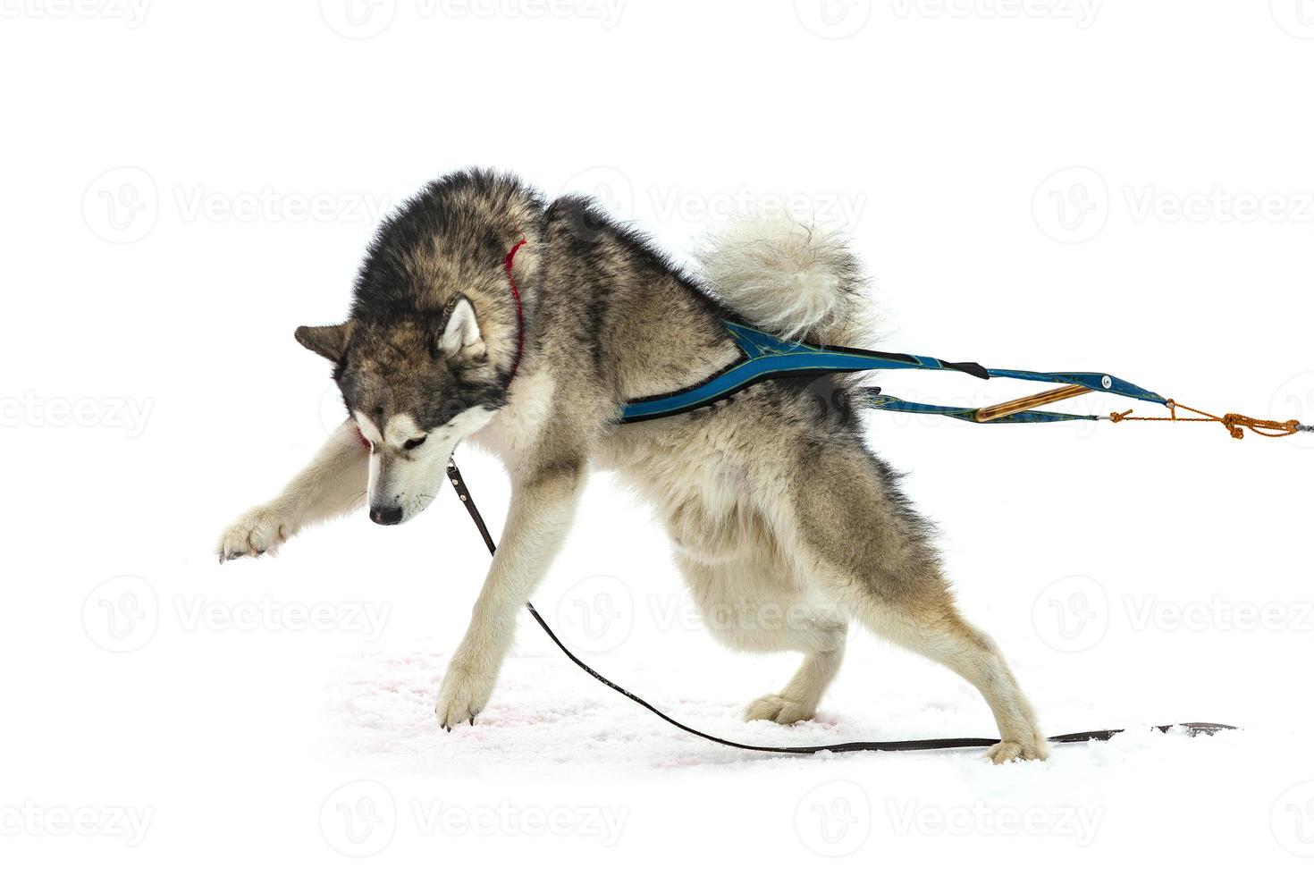 malamute in the winter competitions Weight pulling photo