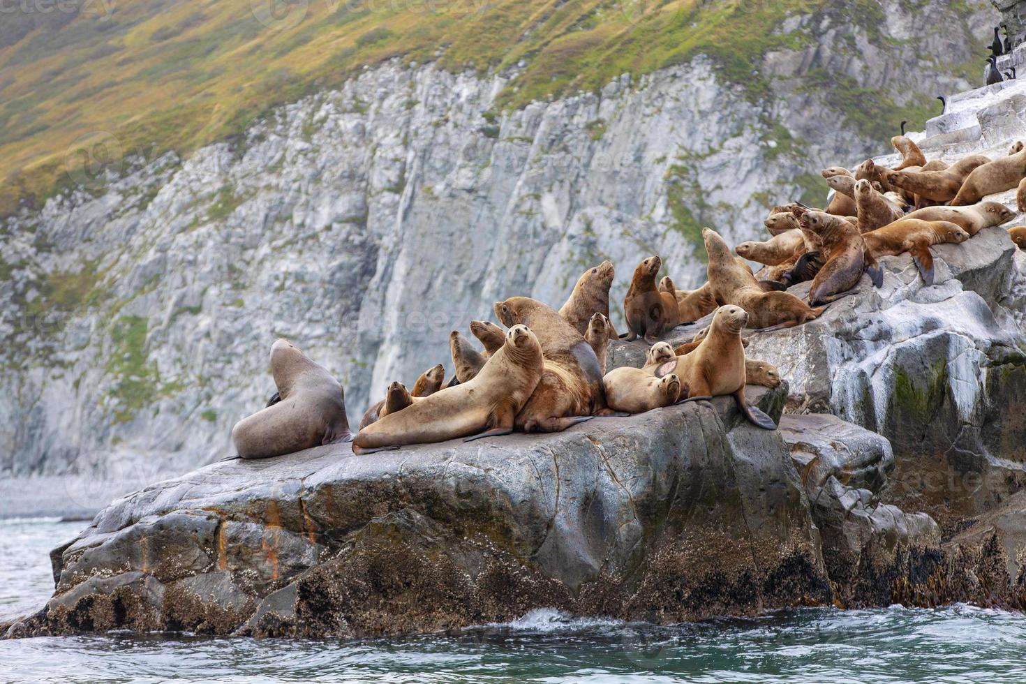 The Steller sea lion sitting on a rock island in the Pacific Ocean on kamchatka peninsula photo