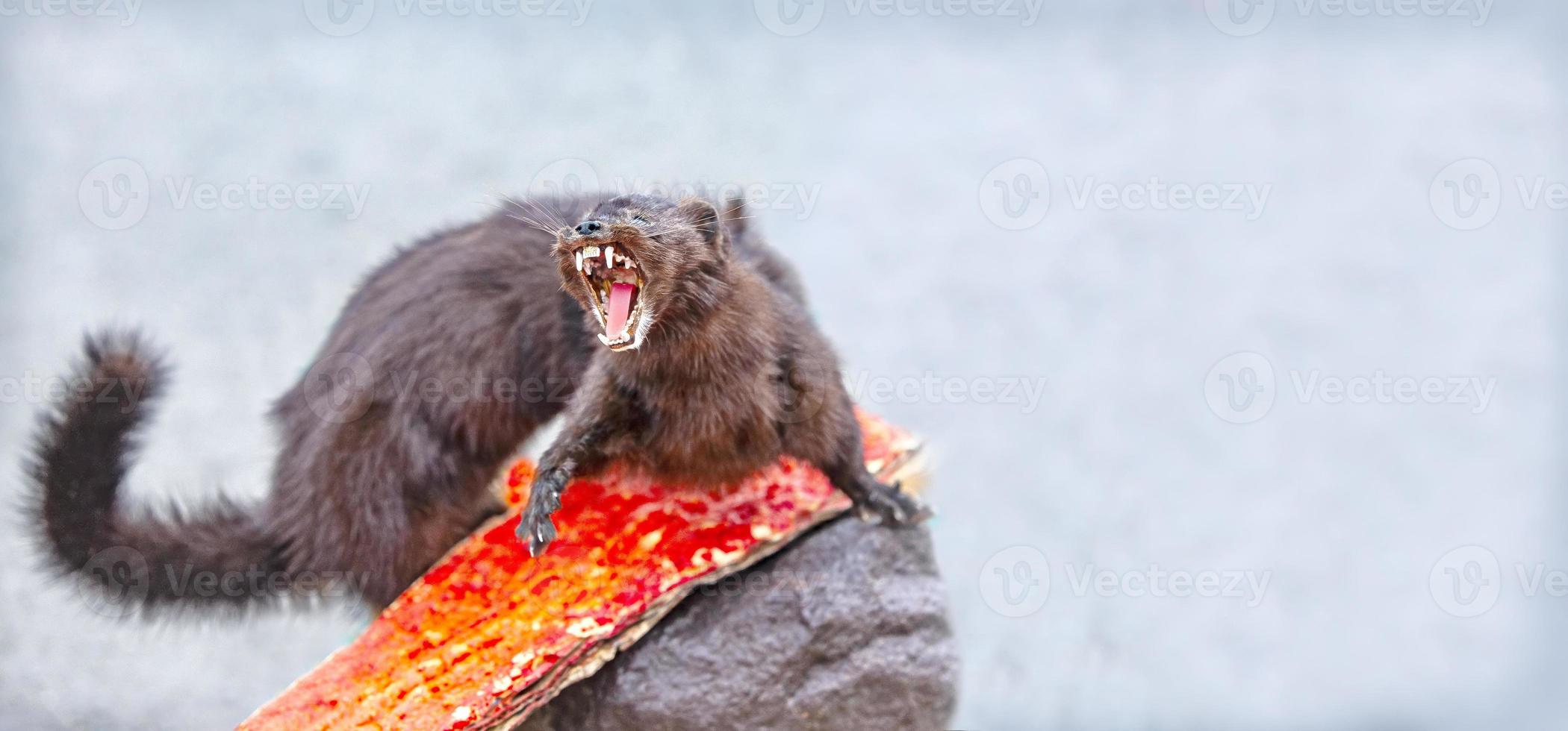 Adult pine marten rocky, shows fangs, defending itself photo