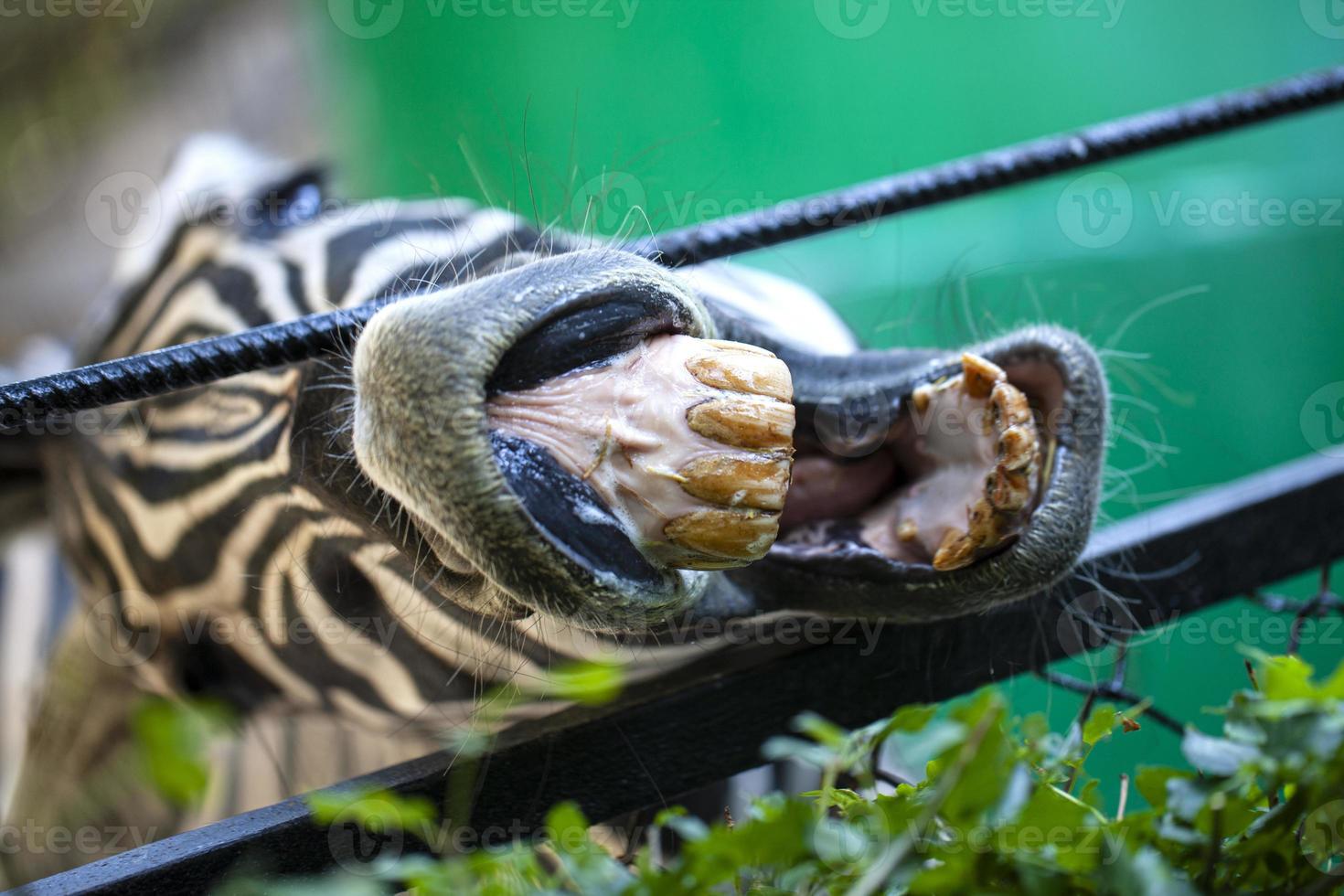 Zebra showing teeth and asking for food at the zoo photo