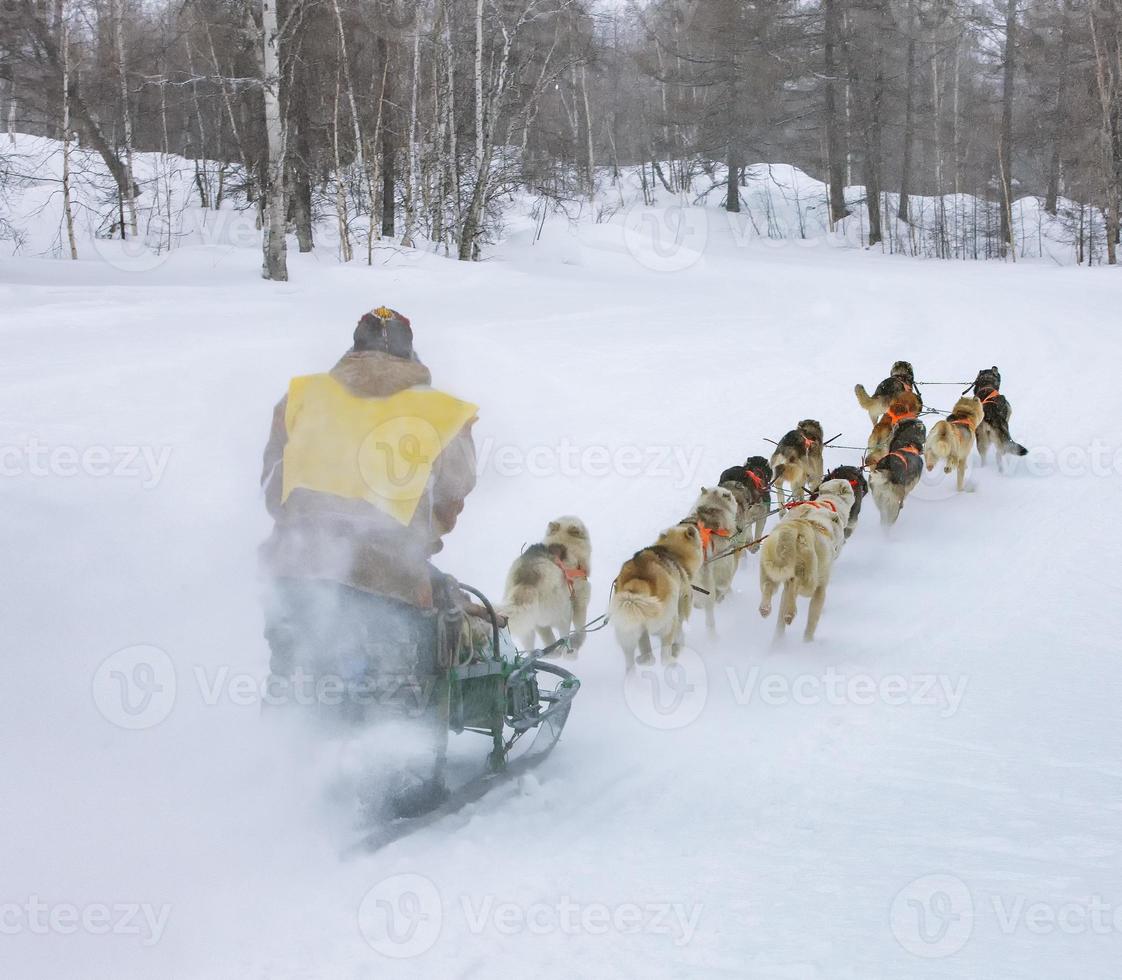 The musher hiding behind sleigh at sled dog race on snow in winter photo
