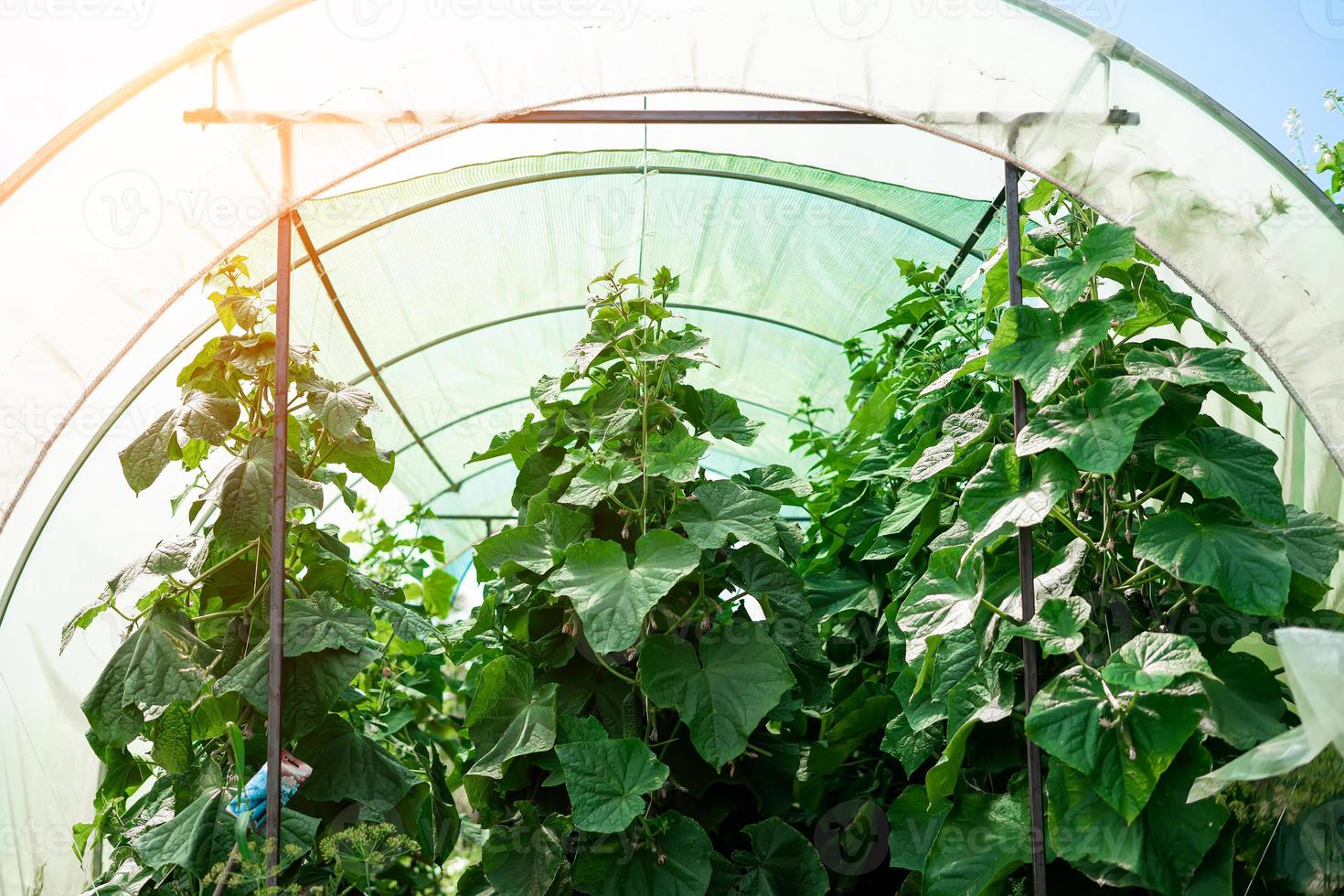 greenhouse cucumbers. Young cucumbers grow on a bush. Homemade cucumbers photo