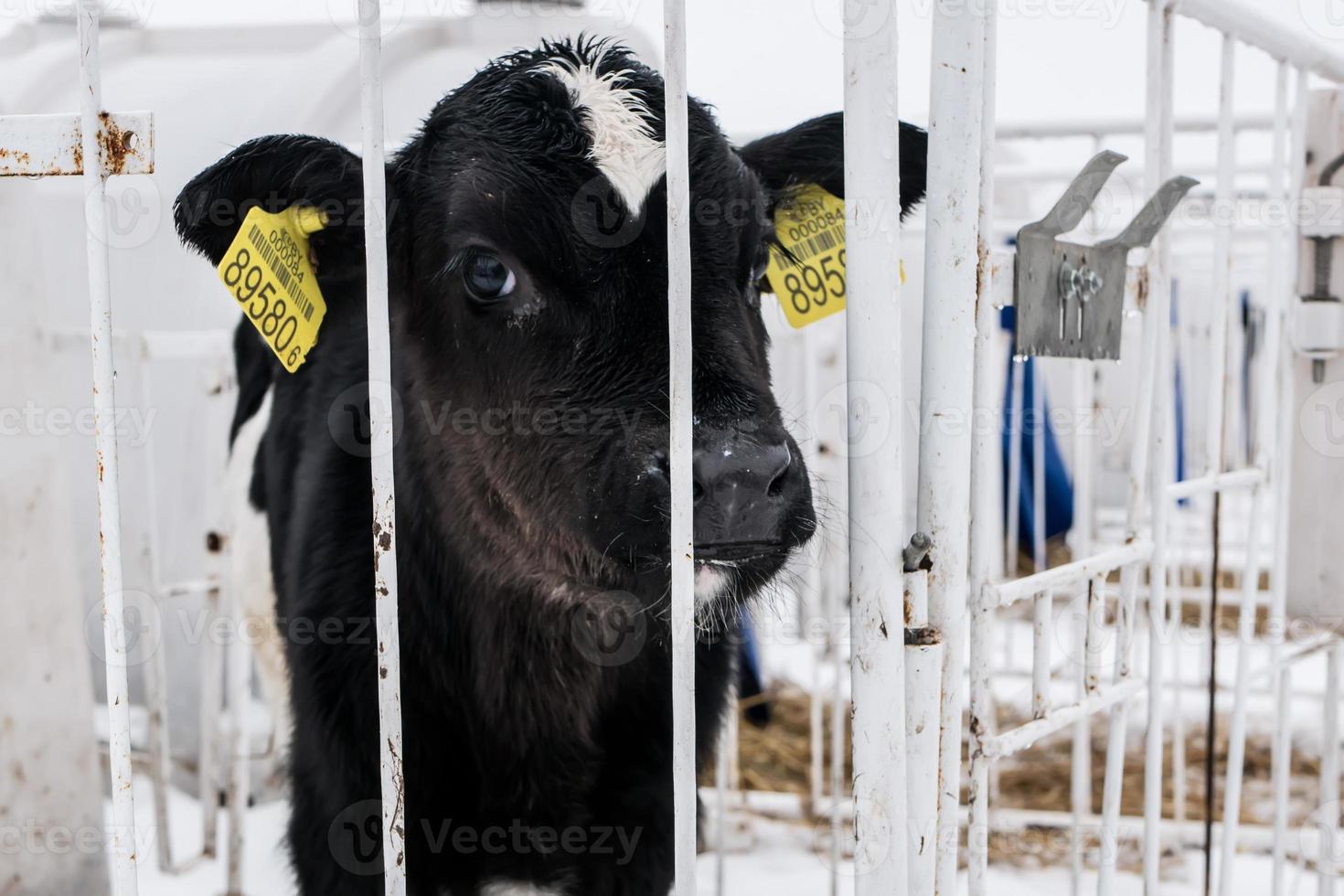 little calf on a dairy farm photo