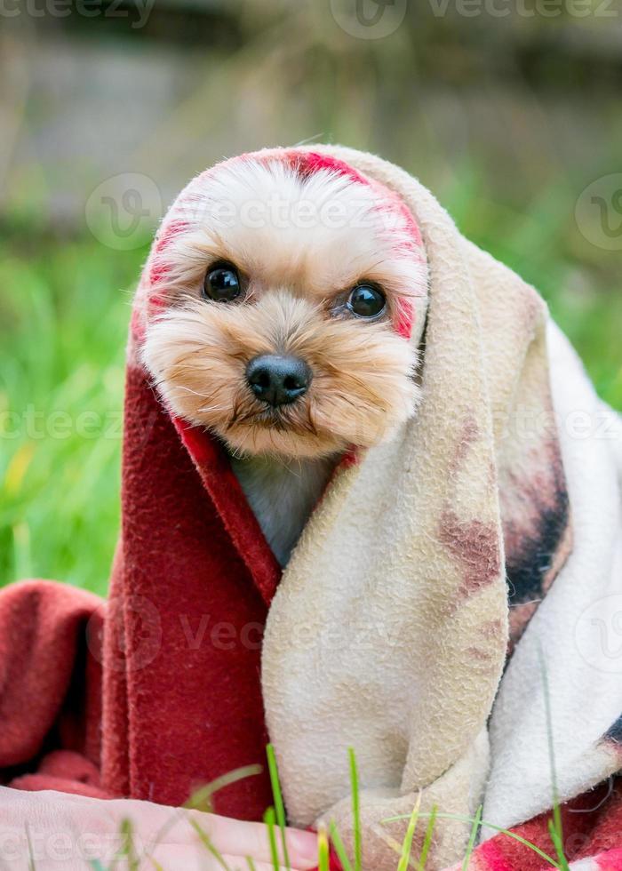 dog wrapped in a blanket from the cold photo