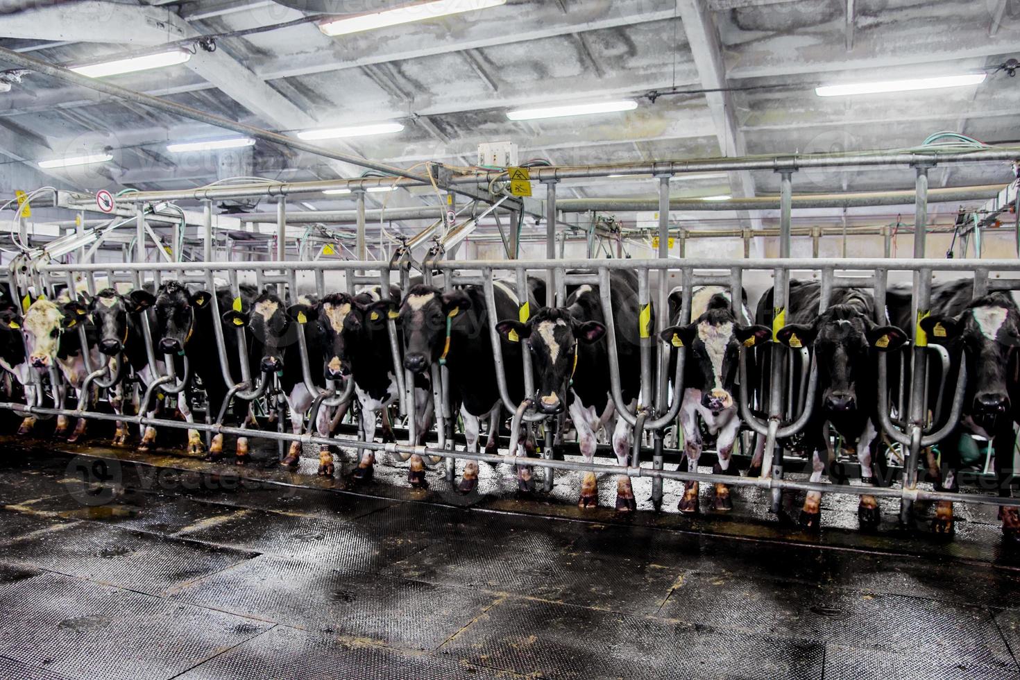 hall milking cows on a dairy farm photo