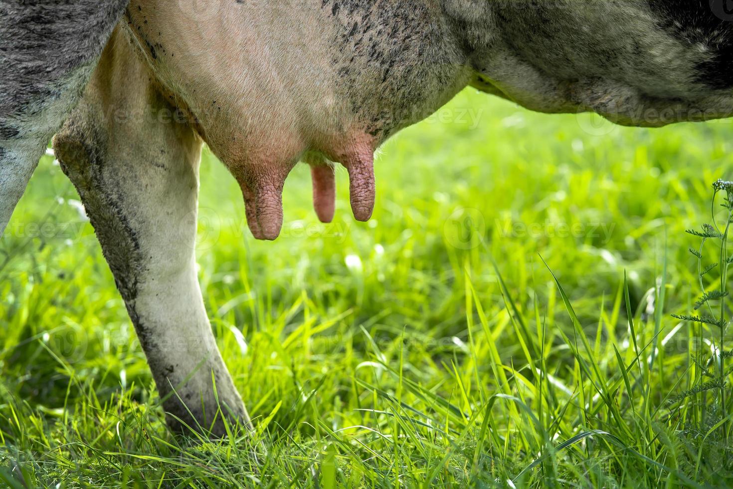 cow udder close-up on the background of grass photo
