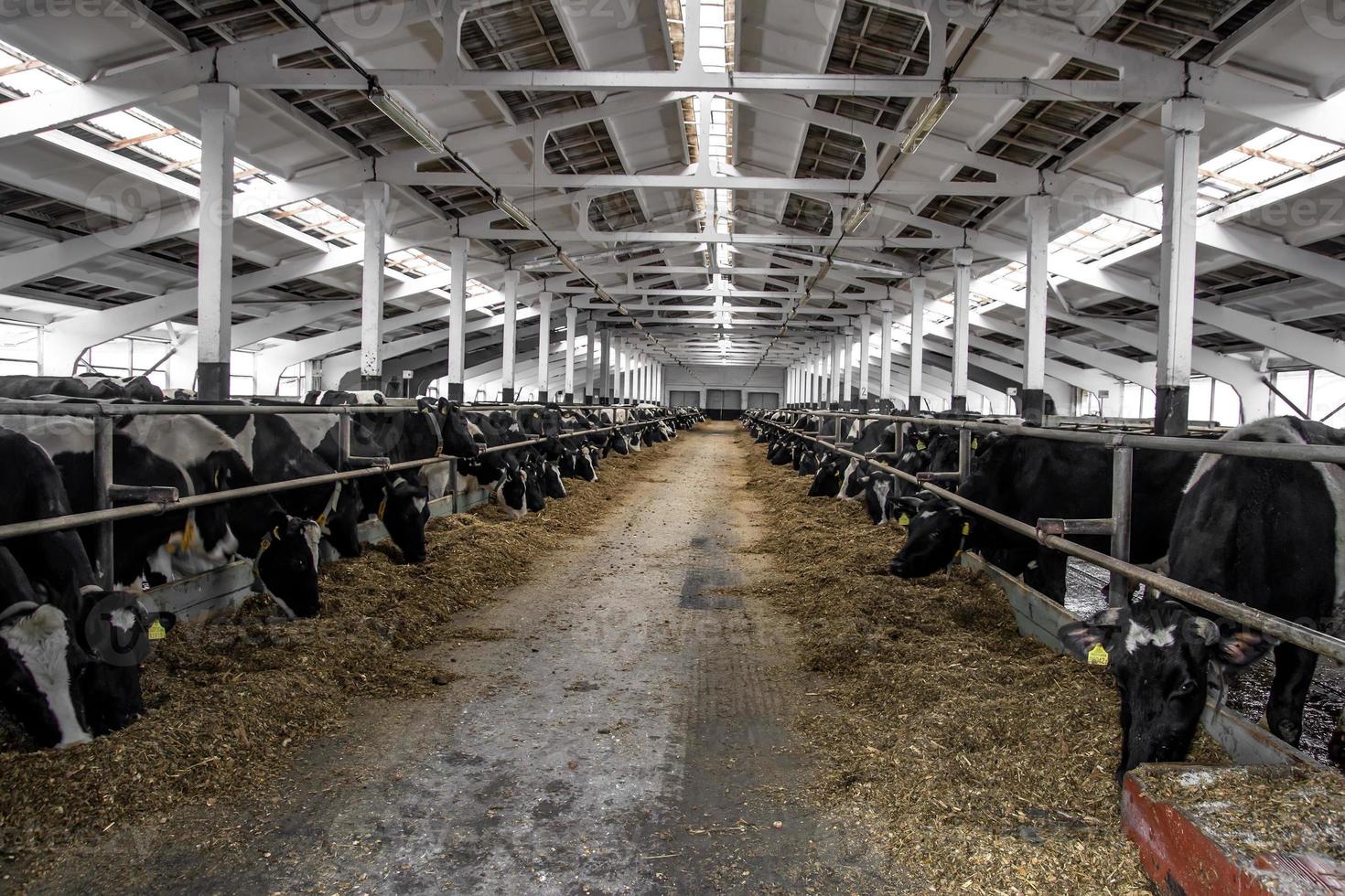 vacas comiendo comida en una granja lechera foto