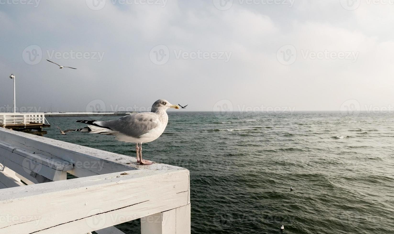 the well-fed gull sits on a handrail and looks at the sea photo