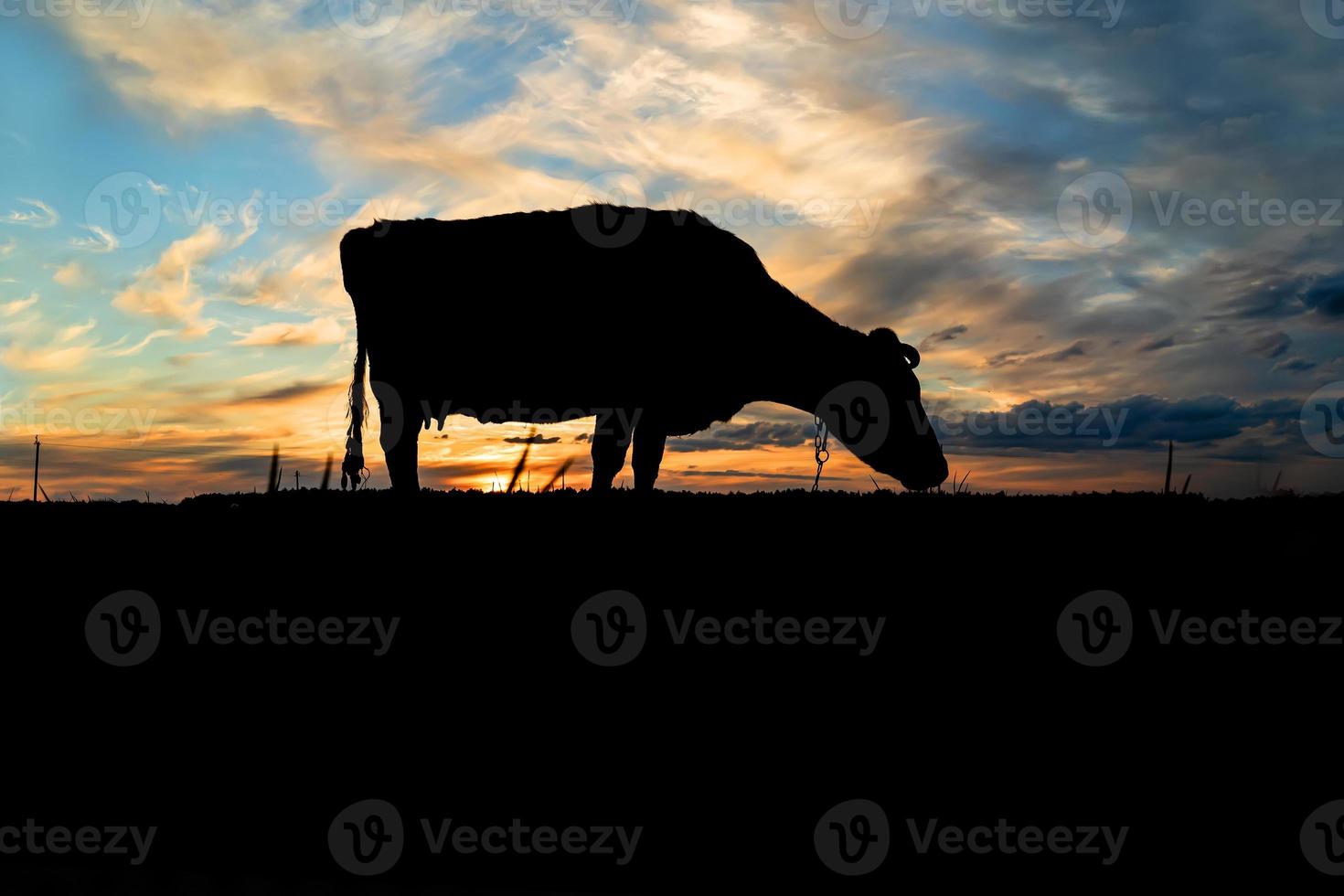 silhouette of a cow against the blue sky and evening sunset photo