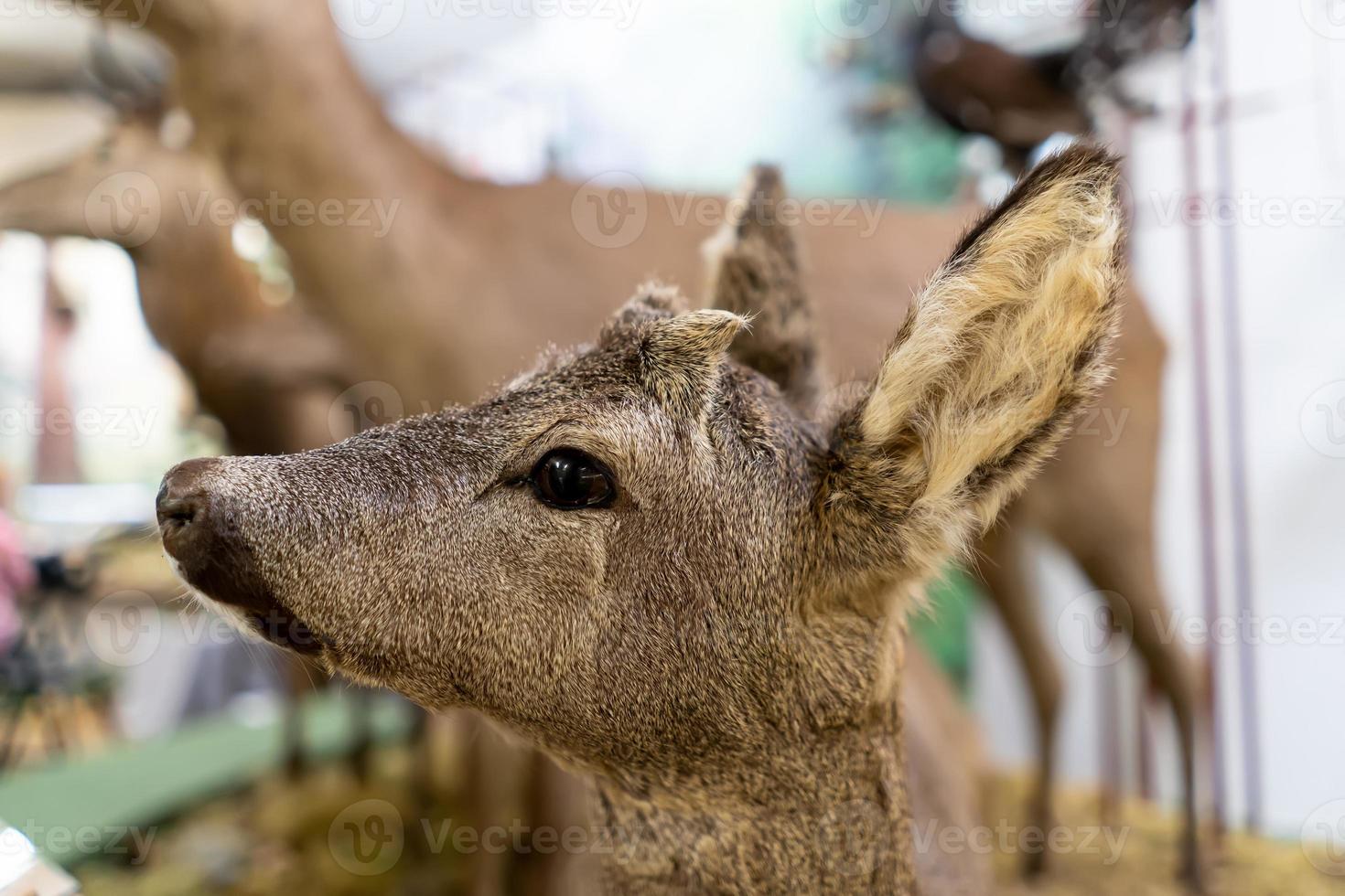 Roe deer head close up photo