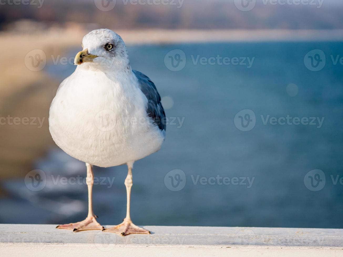 la gaviota bien alimentada se sienta en un pasamanos y mira el mar foto