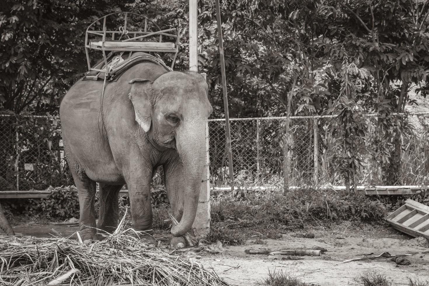 elefantes asiáticos para montar en el parque de la selva tropical koh samui tailandia. foto