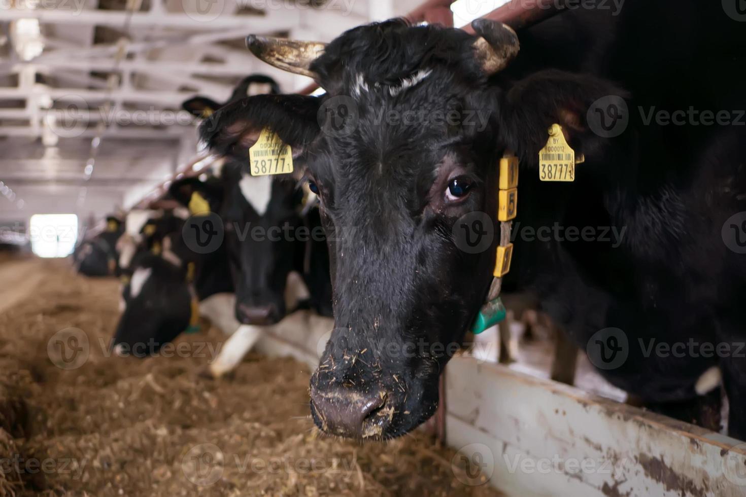 primer plano de cabeza de vaca en un corral en una granja lechera foto