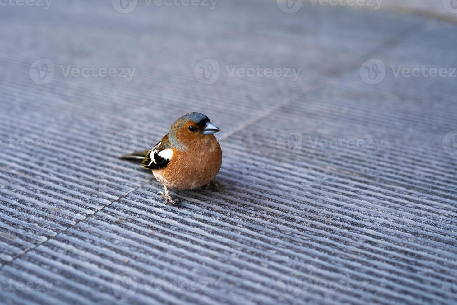 small sparrow sitting on a step close-up photo