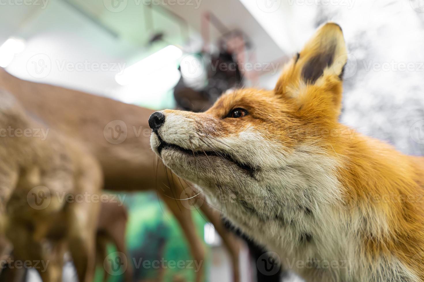 Head of a red fox close up photo